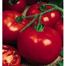 Marglobe Tomato 